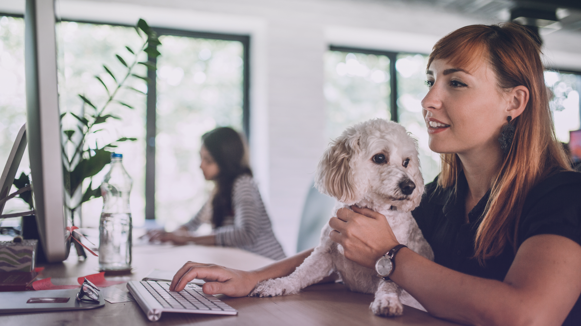 A successful pets-at-work policy in action at a pet-friendly office.